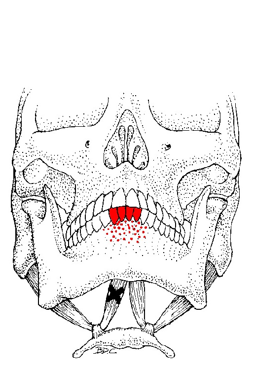 anterior digastric muscle trigger points and pain