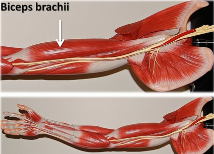 arm muscle model with biceps brachii labeled
