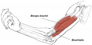 Brachialis Muscle: Location and Actions | Trigger Point Self-Help