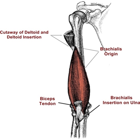 labeled brachialis muscle illustration