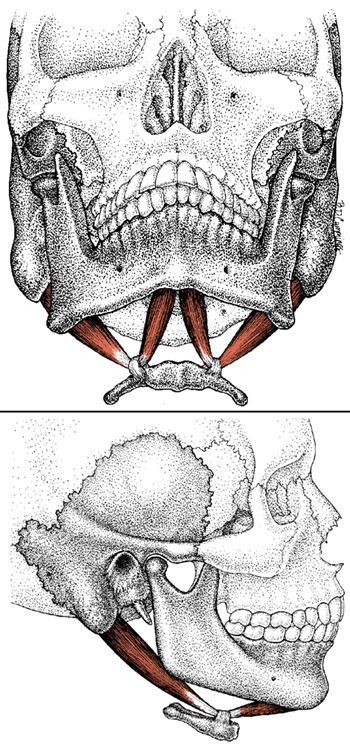 digastric muscle side and front view