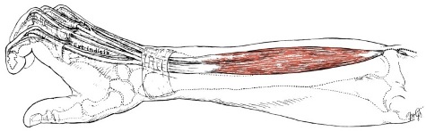 extensore digitorum muscle illustration