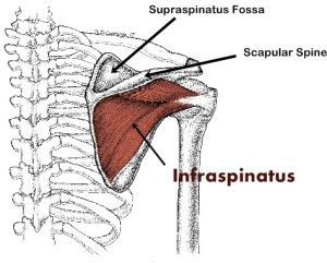Infraspinatus Muscle: Location and Actions | Trigger Point Self-Help