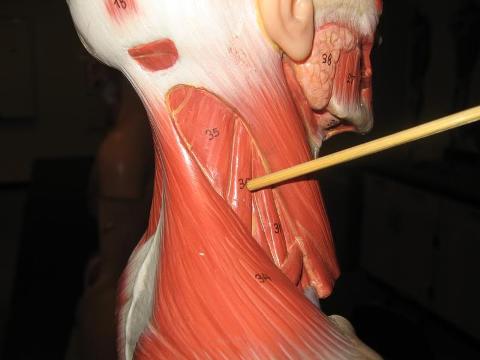 levator scapulae muscles