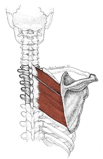 rhomboid major and minor muscles illustration
