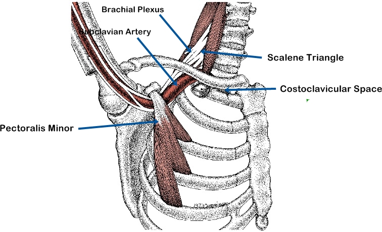 scalene muscles diagram