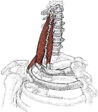 Scalene muscles