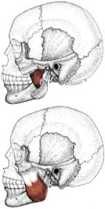 superficial and deep masster muscle