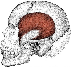 Temporalis muscle