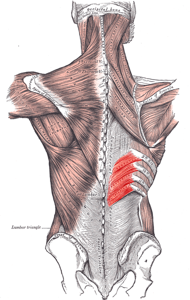 Serratus Posterior Inferior Muscle